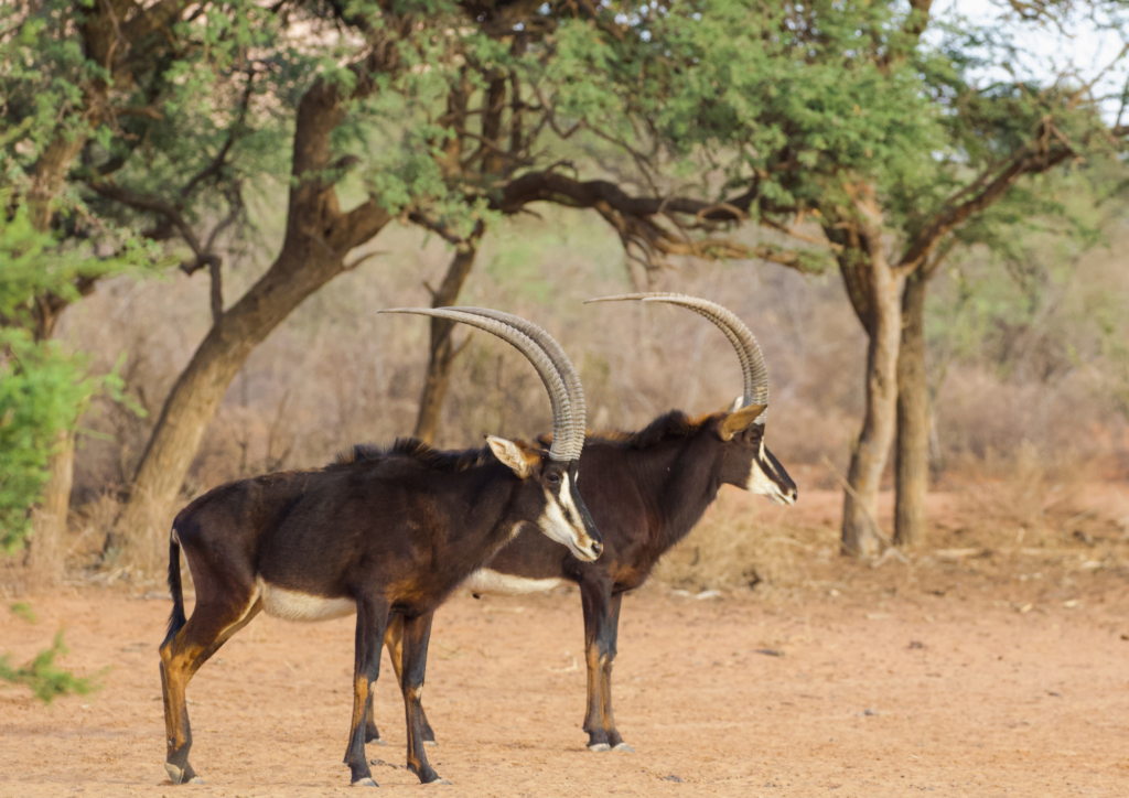 How Does Redd Benefit Biodiversity Biocarbon Partners